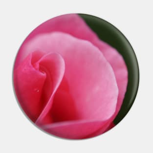 Pink Rose Close-up Pin