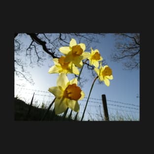 Sunrising behind the daffodils T-Shirt