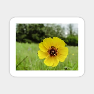 32218 yellow buttercup Magnet