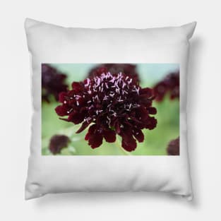 Scabiosa atropurpurea  Blackberry Scoop  Scoop Series Pillow