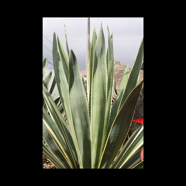 Mexican Plant by ScrambledPsychology