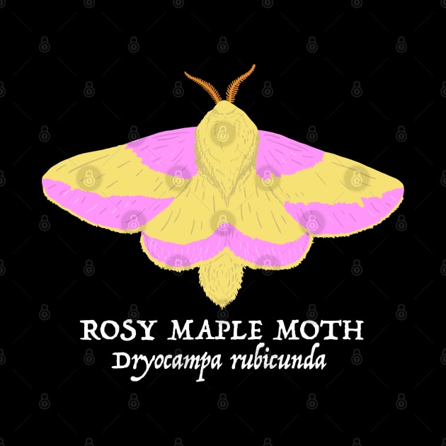 Rosy Maple Moth (Dryocampa rubicunda) by SNK Kreatures