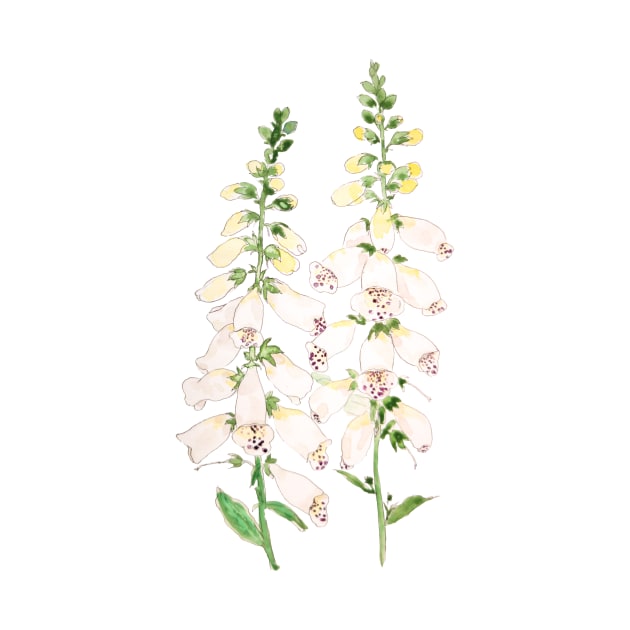 2 white foxgloves flowers blossom ink and watercolor by colorandcolor