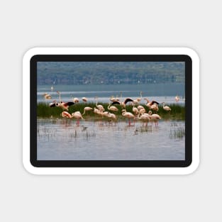 Flamingos at Lake Nakuru Kenya Magnet