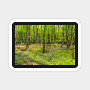 Bluebell Woodland Magnet