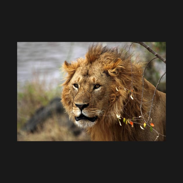 Cat: Large Male Lion Looking Intently as He Comes Out of the Bush, Maasai Mara, Kenya by Carole-Anne