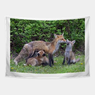 Red fox feeding kits Tapestry