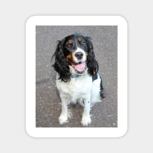 english springer spaniel black white tan sitting Magnet