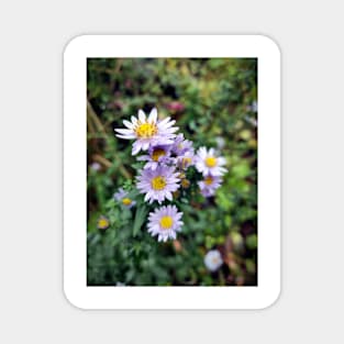 Autumn aster in blue Magnet