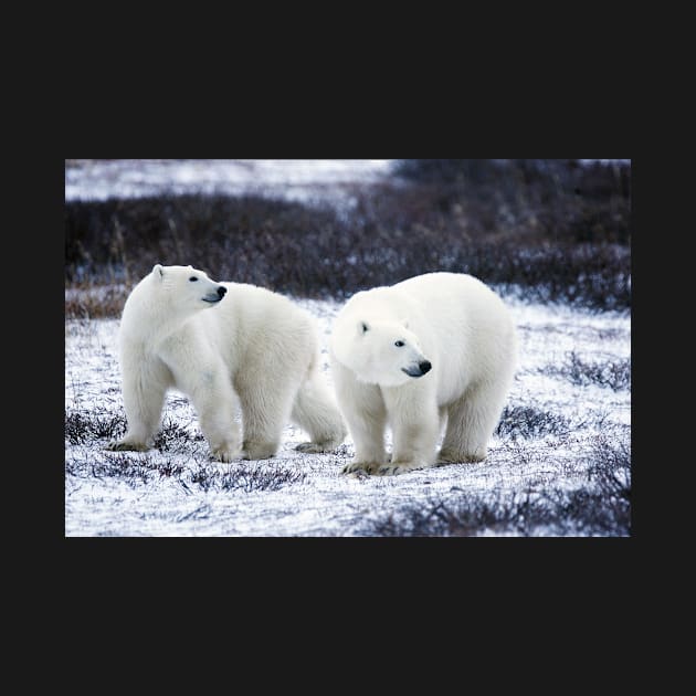 Polar Bears by kawaii_shop