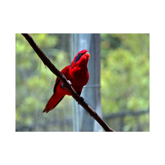 Blue-Streaked Lory by Cynthia48