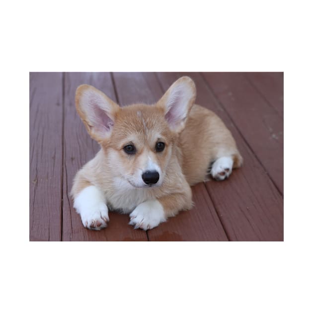 Welsh Corgi by kawaii_shop