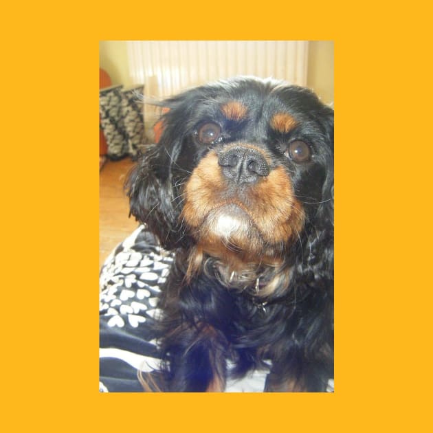 cavalier king charles spaniel black and tan third by Wanderingangel