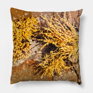 Yellow Sea Weed Growing In Shallow Rock Pool Pillow