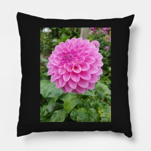 Light Pink Dahlia 2 Pillow