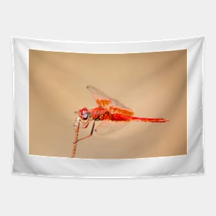 Orange-Winged Dropwing (Trithemis kirbyi) - Color Tapestry