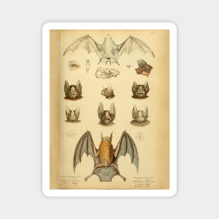 Bat 1 Vintage Wildlife Illustration Magnet