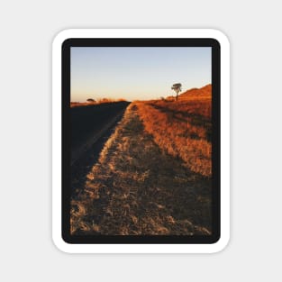 Single Tree in Dry Grassland in Warm Sunset Light Magnet