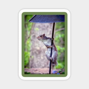 Grey squirrel on a pole Magnet