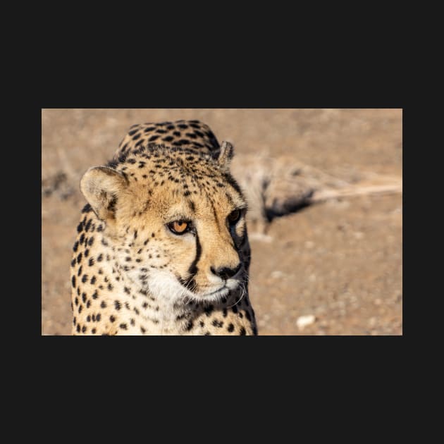 Cheetah. by sma1050