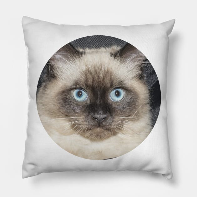 kitten kittens cat cats kittys kitty meow Pillow by FromBerlinGift