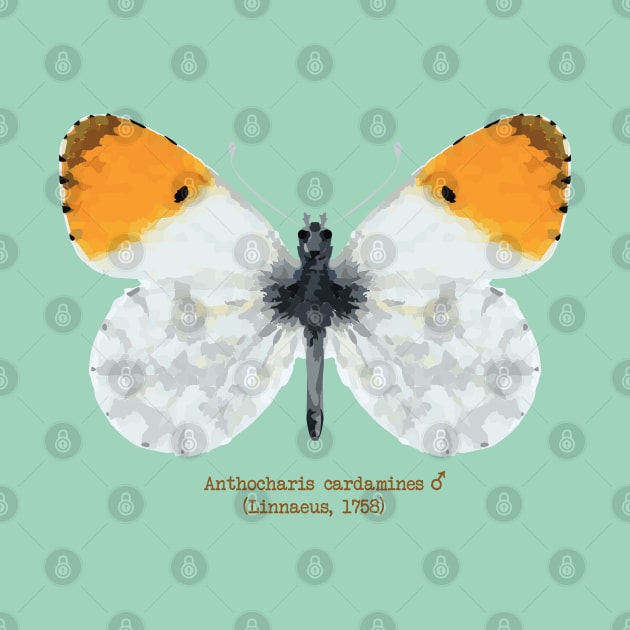 Orange tip butterfly by uncutcreations