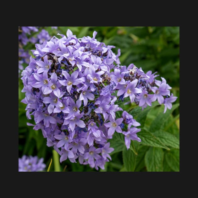 Beautiful Lilac Flowers Closeup by Harmony-Mind