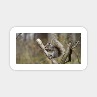 A grey squirrel eating a nut Magnet