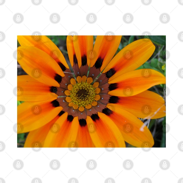 Gazania 8 by Heatherian