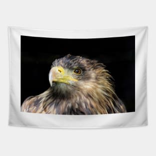 Tawny Eagle Tapestry