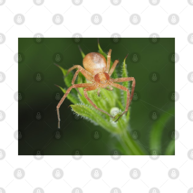 Spider identified as Philodromus sp. - running crab spider by SDym Photography