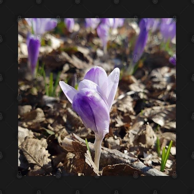 Crocus Vernus Close Up by DesignMore21