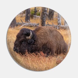 Wild Buffalo (Bison) Sitting in a Field Pin