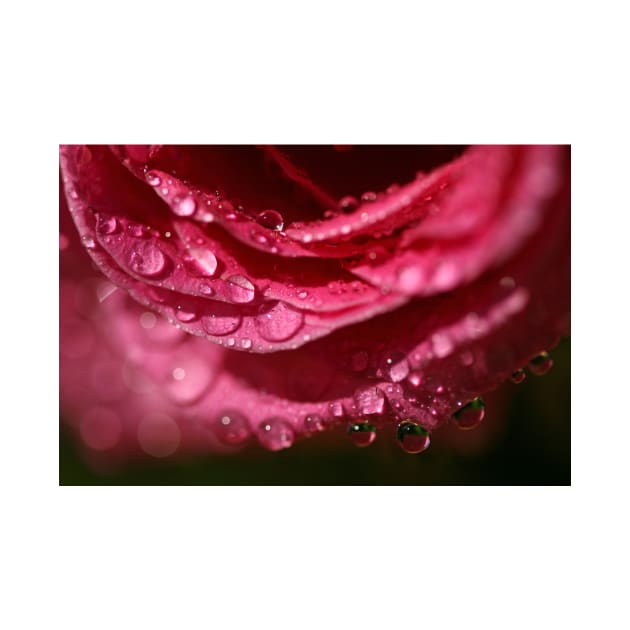 Raindrops on Roses by RoystonVasey