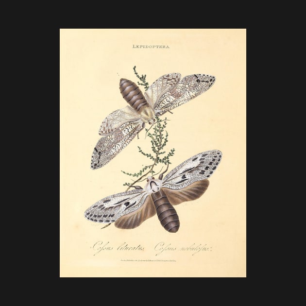 "Lepidoptera" - drawings of moths or butterflies; Sydney, Australia, 1805 - page from vintage book, cleaned and restored by retrografika