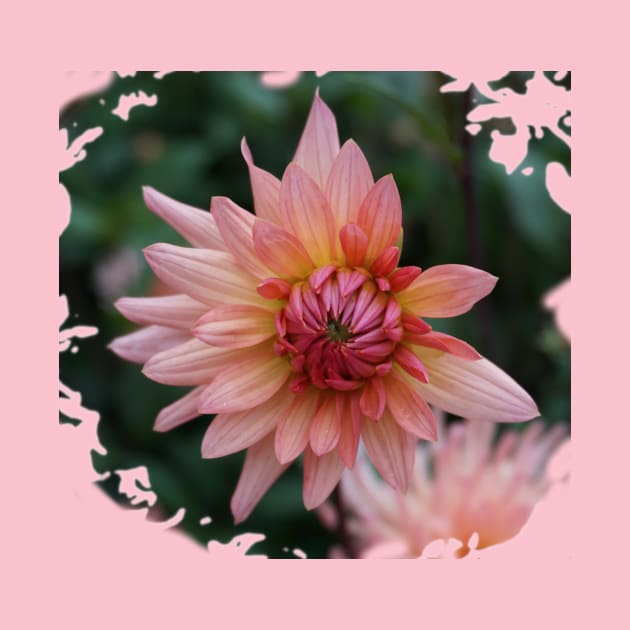 Pink Dahlia by Nicole Gath Photography