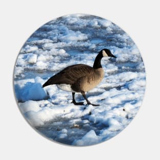 Green Mallard Duck and Canada Goose Walking On The Snow Pin