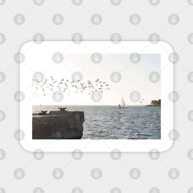 Key West Sea Gulls Magnet by seacucumber