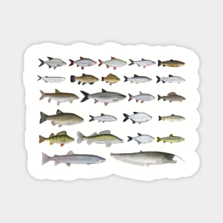 European Freshwater Fish Group Magnet