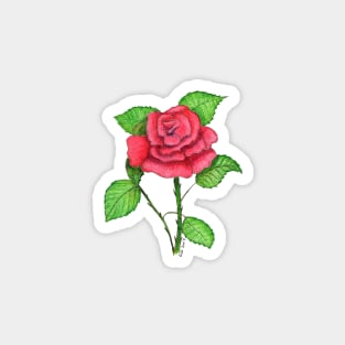 Rose Magnet