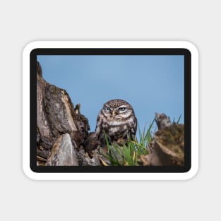 Little owl perched on at tree trunk Magnet