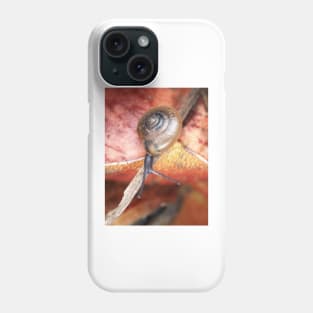 Tiny snail, possibly Ventridens species Phone Case