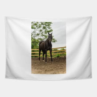 Sam the  horse Tapestry