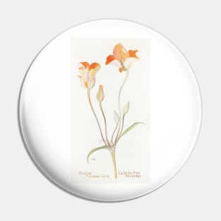 Desert mariposa lily - Botanical Illustration Pin