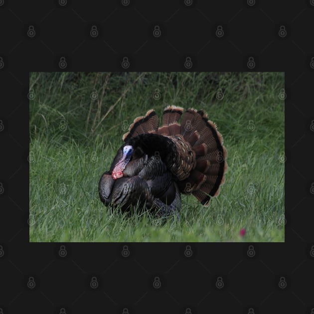 Spring Tom Turkey Strutting in green grass by ROBERTDBROZEK