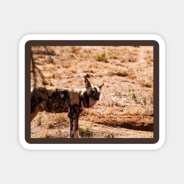 Wild dog Magnet by brians101