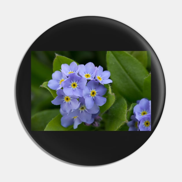 Forget Me Not Pin by rhintl