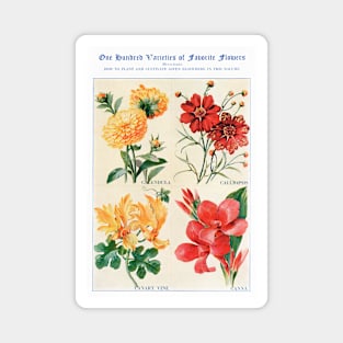 Flower watercolor illustration (1915) Magnet