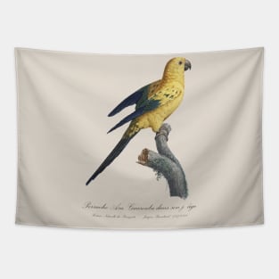 Sun Conure or Sun parakeet - 19th century Jacques Barraband Illustration Tapestry