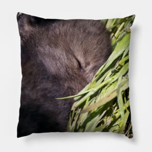 Sleeping Wolf Pup Pillow